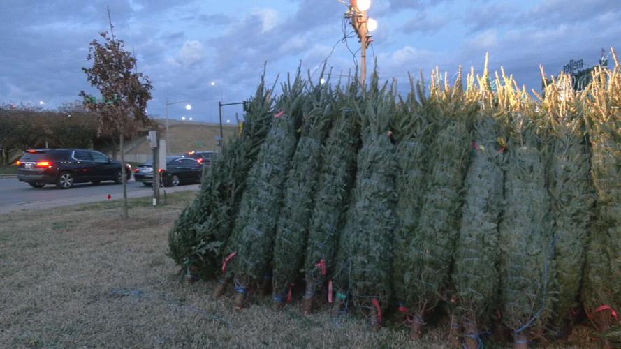 christmas trees at christmas tree lane.jpeg
