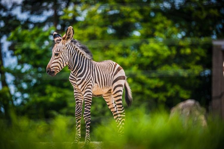 Baby Zebra at Louisville Zoo 1.jpg