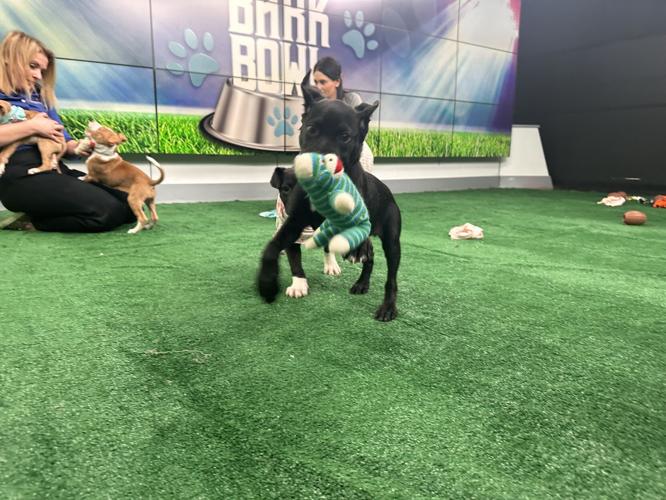 Kentucky Humane Society adoptable puppies