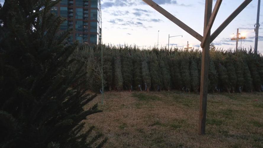 christmas trees christmas tree lane.jpeg