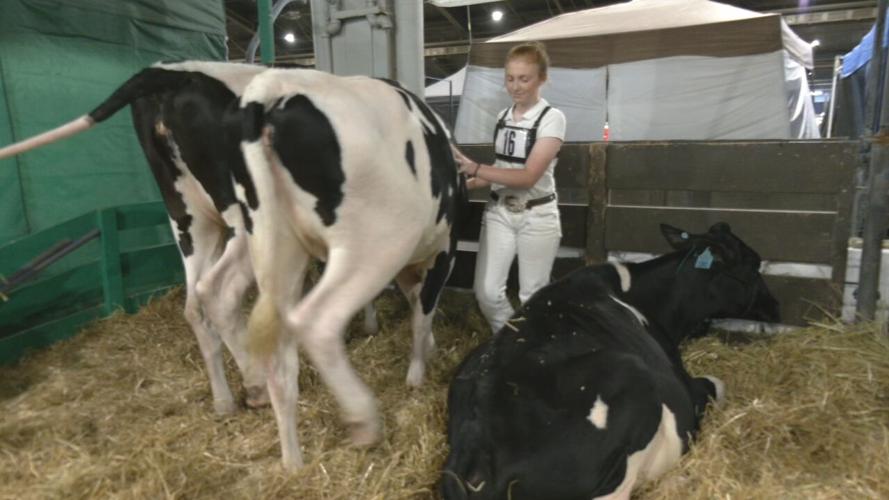 COWS at the Kentucky State Fair.jpeg