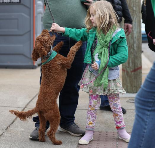 Dog leaps up for girl at parade