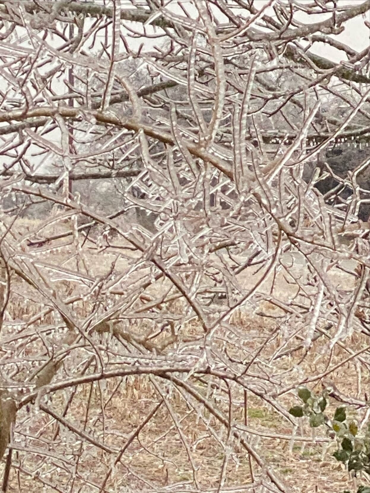 ICE - BARDSTOWN 3.jpg