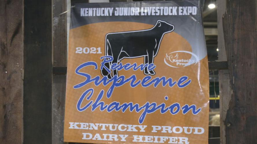 COWS Kentucky State Fair.jpeg