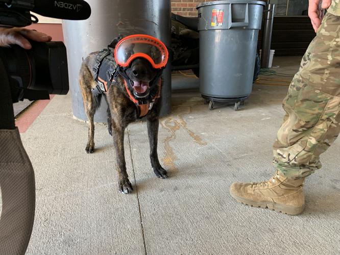 Kentucky Air National Guard Search and Rescue K-9 Callie