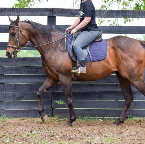 Horse and rider
