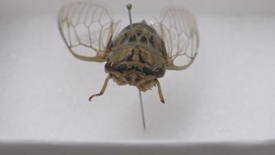 Cicada