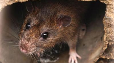 RAT PIC.png