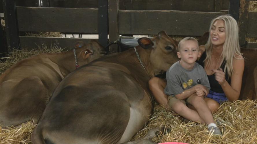 COWS Kentucky State Fair.jpeg