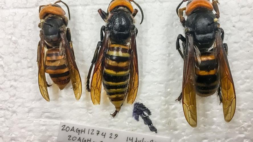 Murder Hornet Specimens