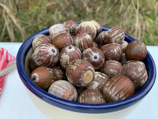 HUNGRY FORAGER  - ACORN - KK 10-27-2020  (3).JPG