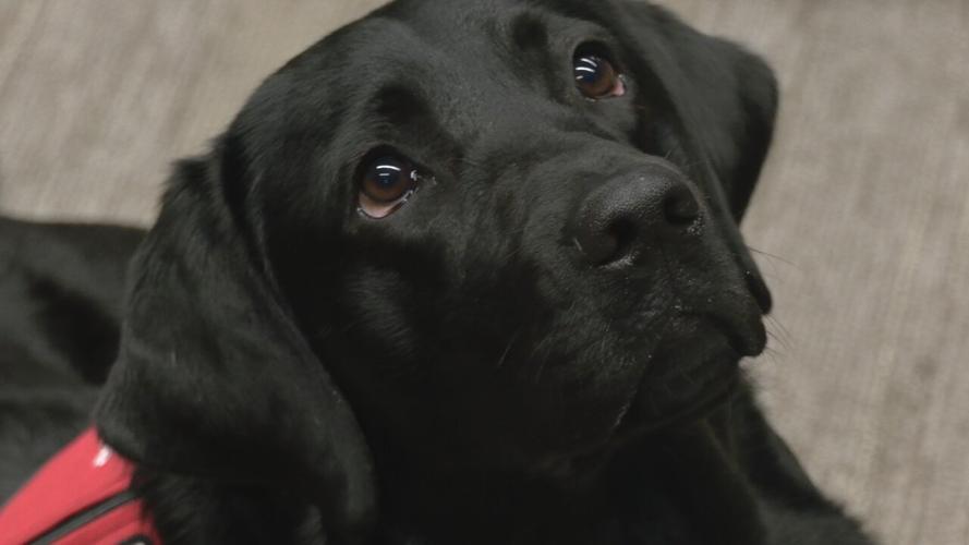 Luna, a 2-year-old black Labrador and a facility dog at Norton Children's Hospital