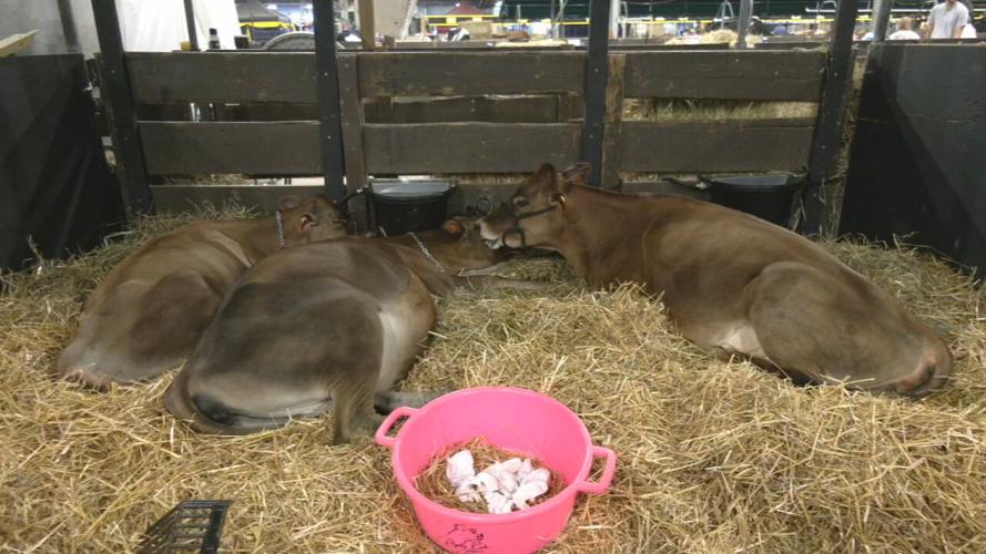COWS Kentucky State Fair.jpeg