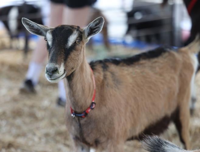 Goat poses for photo