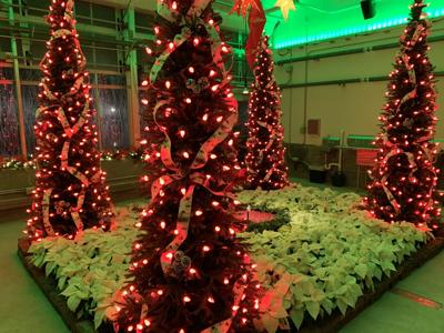Christmas trees at Gardens Aglimmer