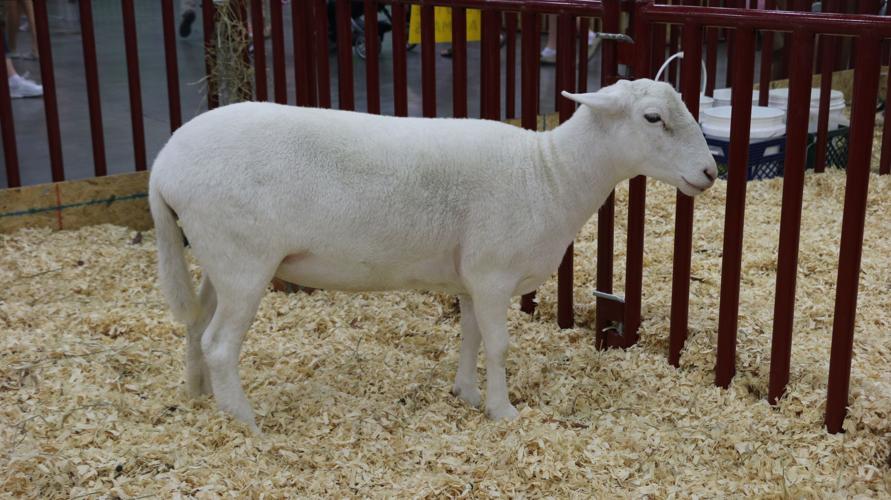 KENTUCKY STATE FAIR 2019 LIVESTOCK - LAMB (58).jpg