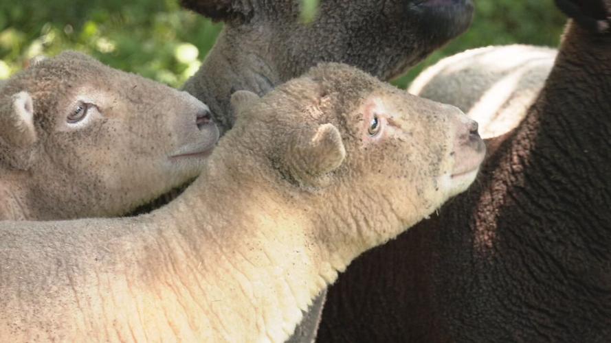Lamb Mowers of Kentucky