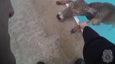 Deer rescued from freezing swimming pool by Lexington Police (Jan. 2020)