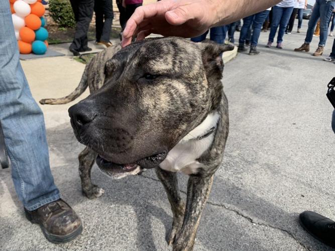 Neglected dog Ethan capturing hearts while fighting for his life after  being found at Louisville shelter, News