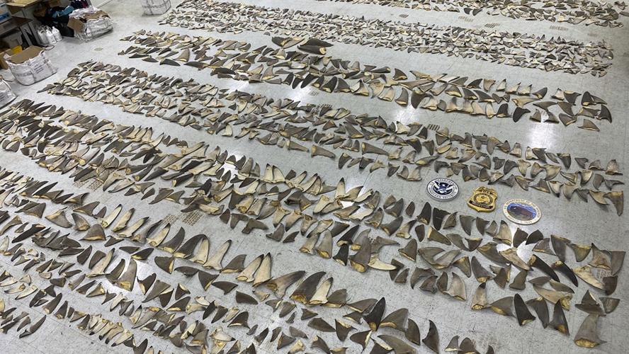 Shark Fins On Display