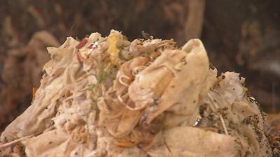 MSD: What not to flush down the toilet