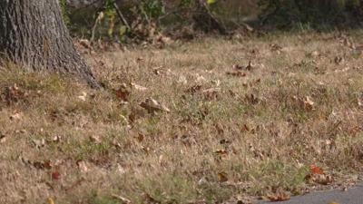 Several counties issue burn bans due to lack of rain