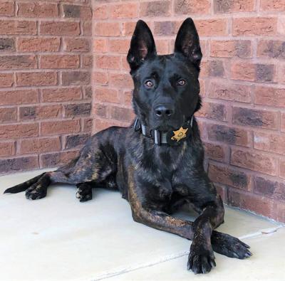 Rocky Hardin County police dog