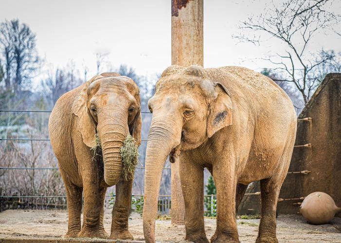 Louisville Zoo elephants - Mikki and Punch