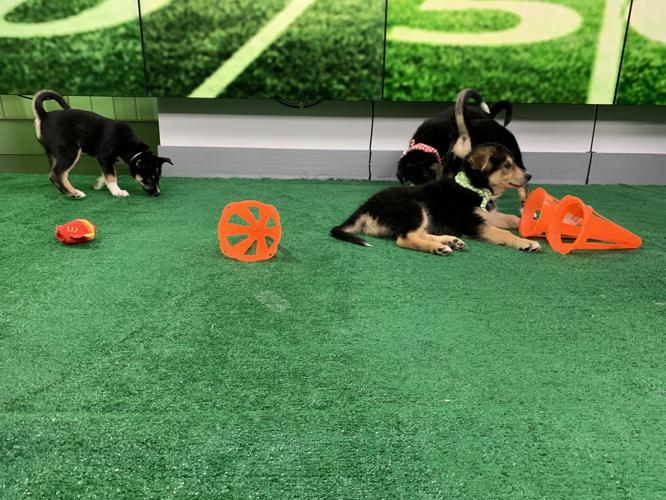 WDRB BARK BOWL 2023   (29).jpg