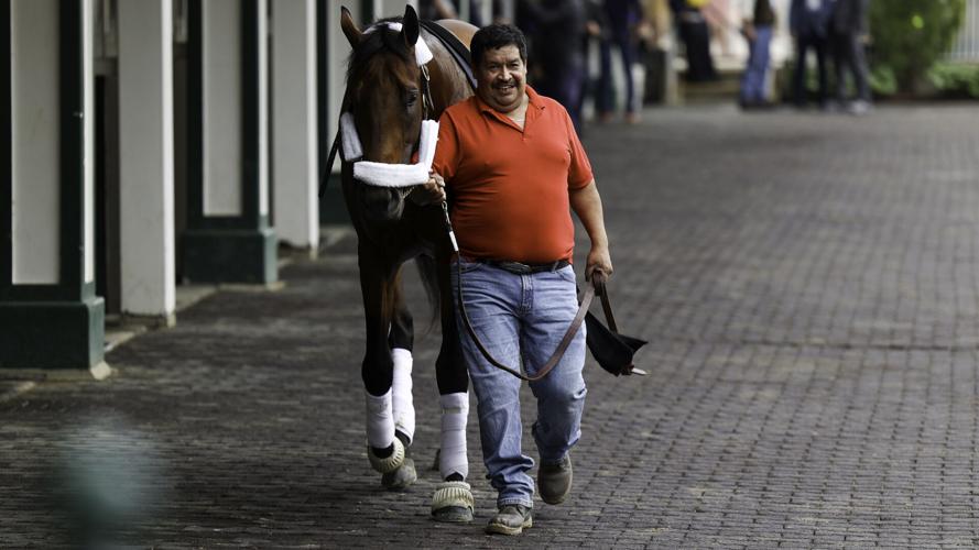 A horse is led into the paddock during the Thurby racing program at Churchill Downs. (Eric Crawford photo)