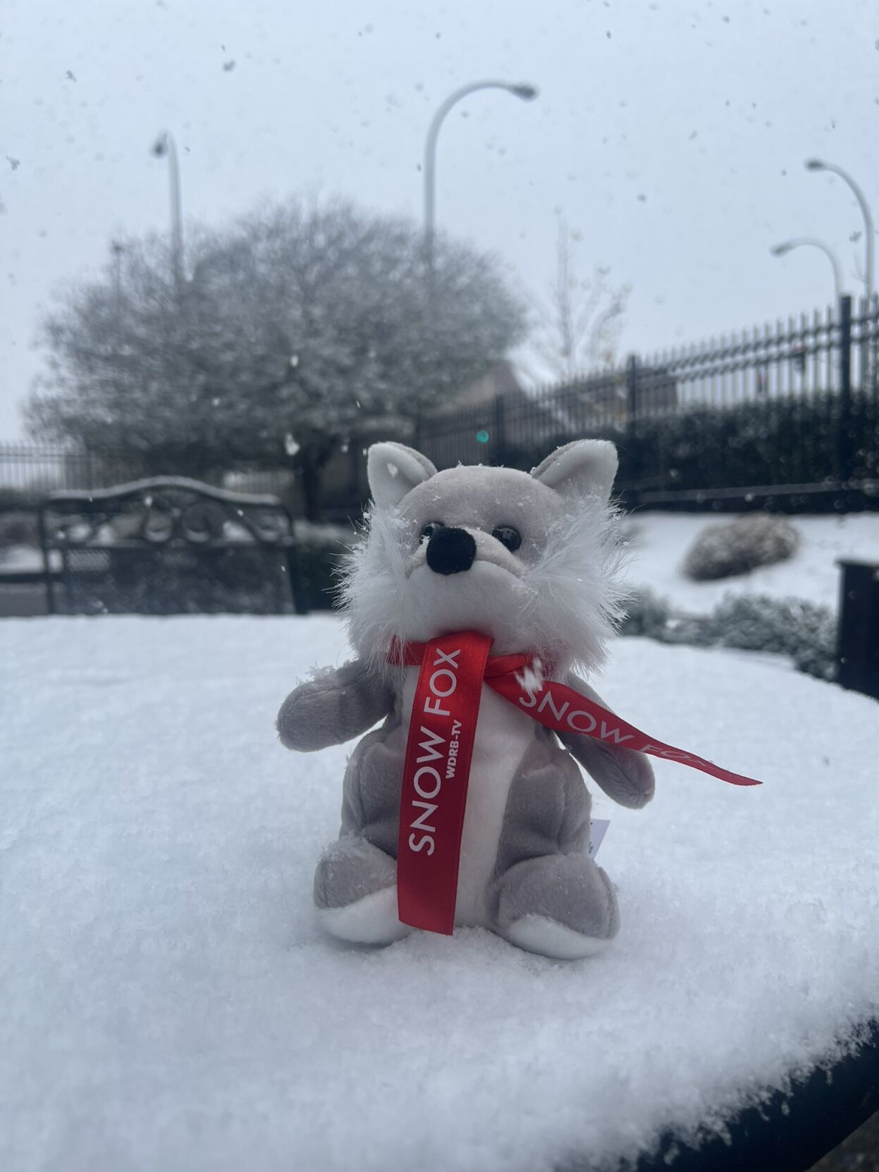 Photos of snow accumulation on Nov. 12, 2022.