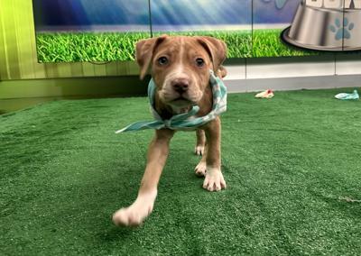 Kentucky Humane Society adoptable puppies