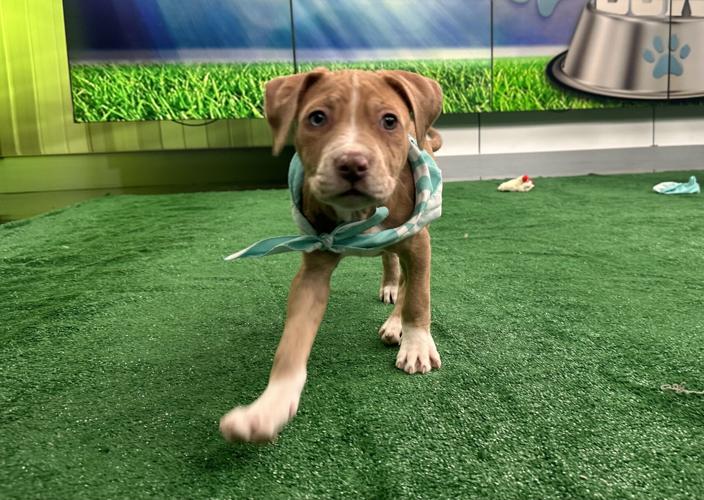 Kentucky Humane Society adoptable puppies