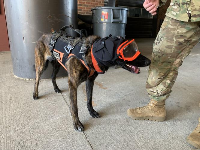 Kentucky Air National Guard Search and Rescue K-9 Callie