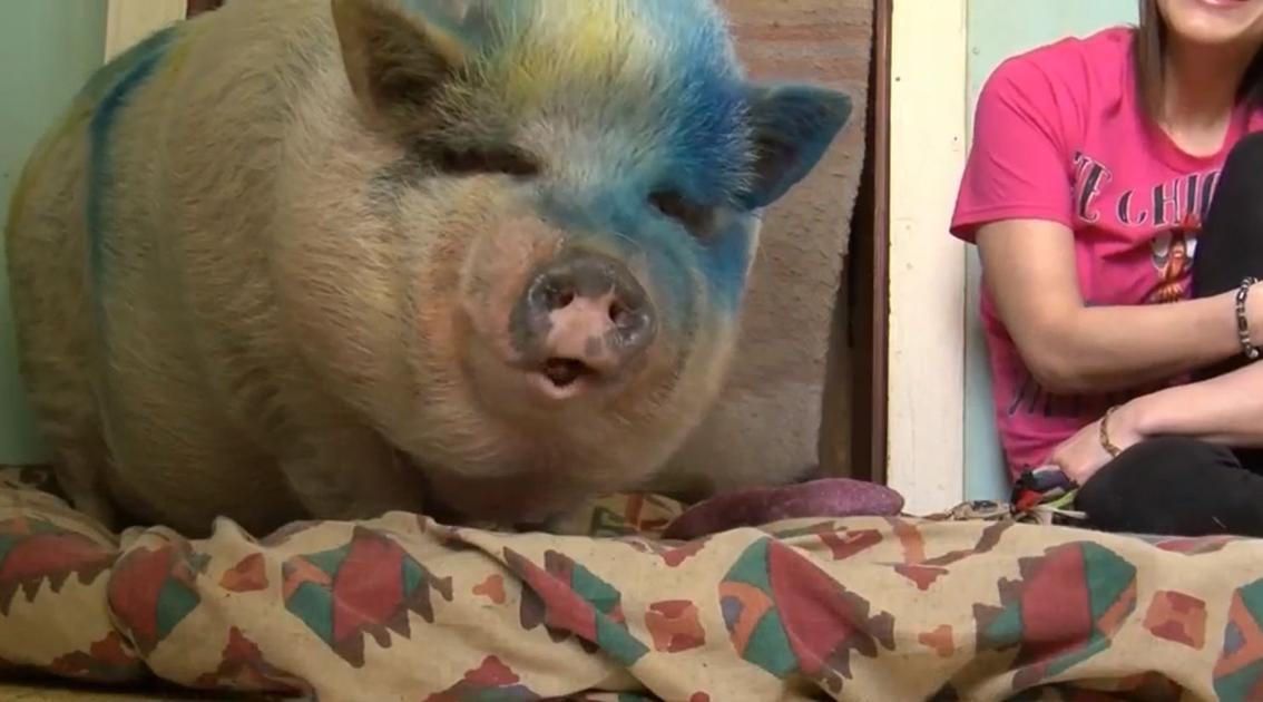 Couple Adopts Pig Sprayed With Blue Paint And Left For Dead Along