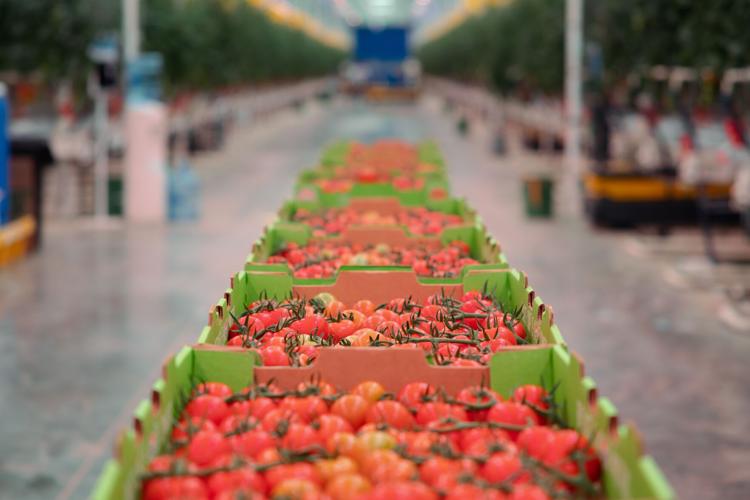appharvest-richmond-tomato-shipments.jpg