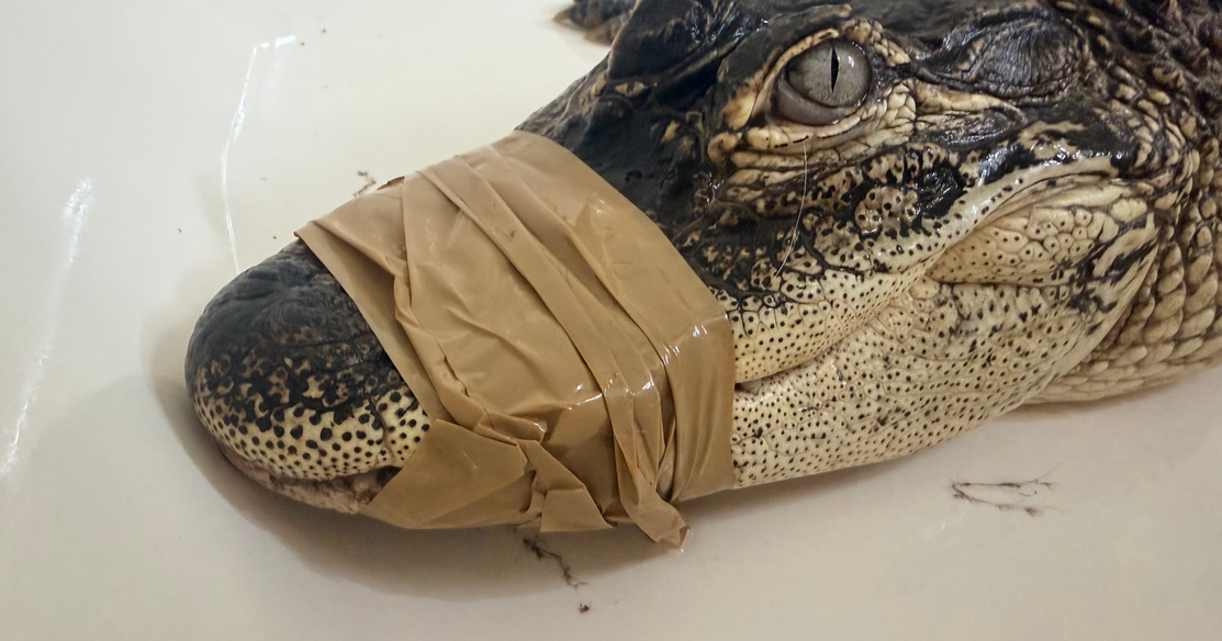4.5-foot alligator surprises residents, police near downtown Jeffersonville