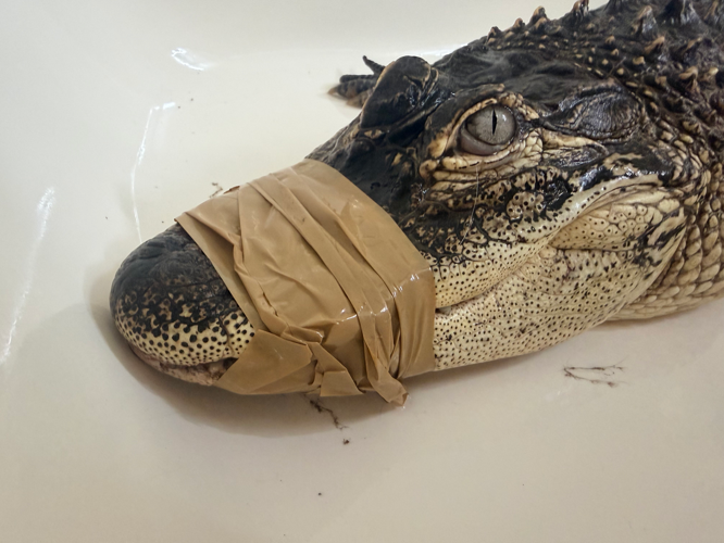 JEFFERSONVILLE ALLIGATOR