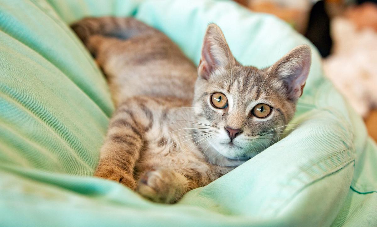 Purrfect Day Cafe Celebrates Successful First Year Community