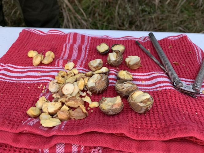 HUNGRY FORAGER  - ACORN - KK 10-27-2020  (4).JPG
