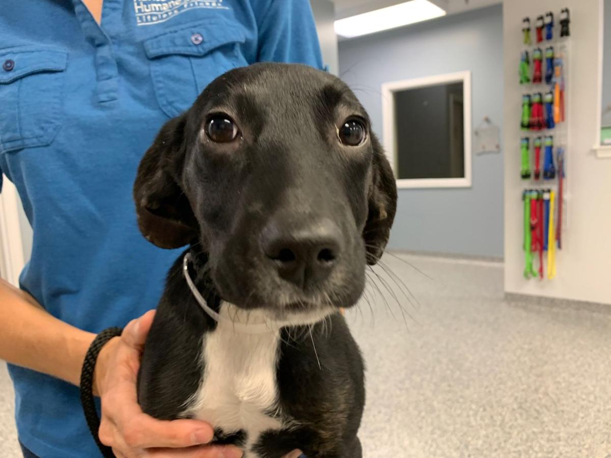 Celebrate National Dog Day with the Ky Humane Society Morning