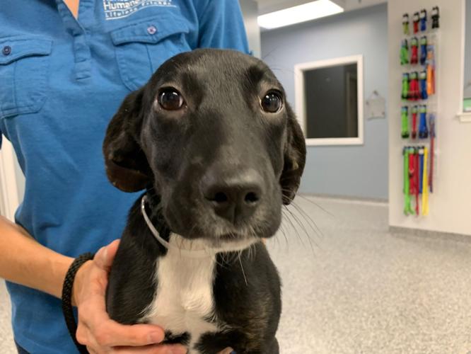 KY HUMANE SOCIETY 2.jpg