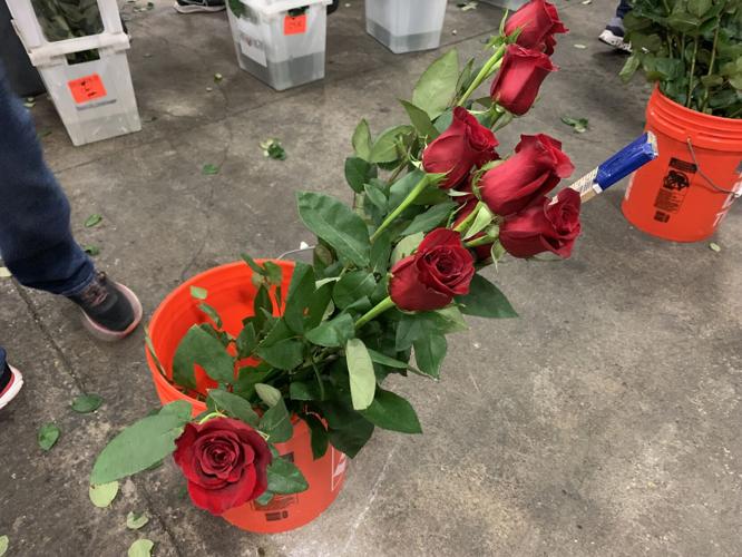 Derby 149 roses 5-3-23