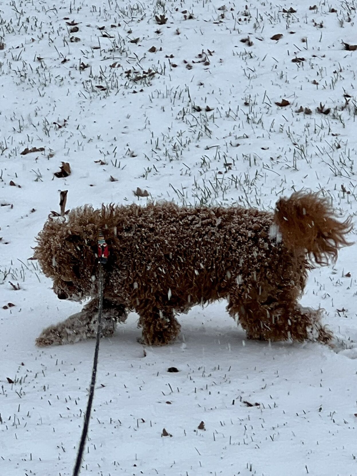 Photos of snow accumulation on Nov. 12, 2022.