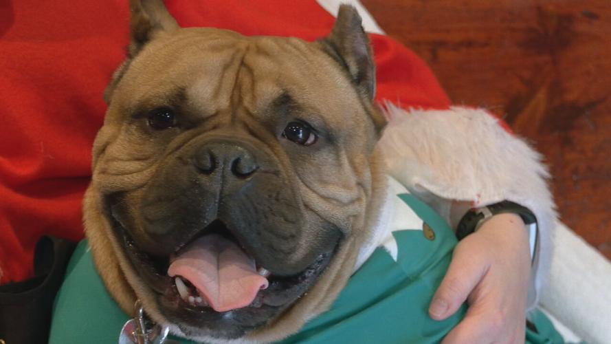 Indiana Bulldog Rescue pop-up shop 12-5-21