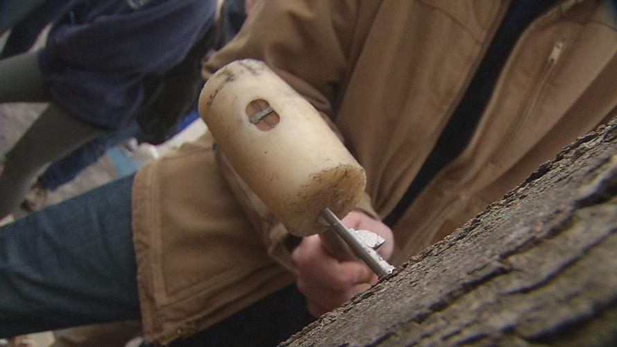 U of L students tap maple trees on campus for syrup