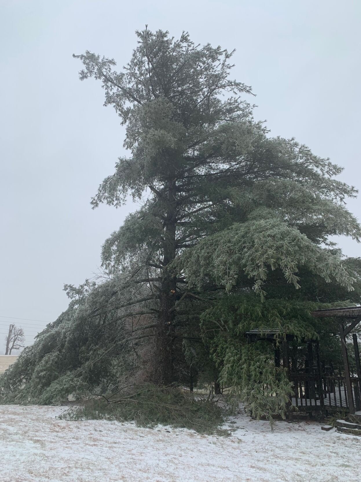 Ice on trees in Pekin