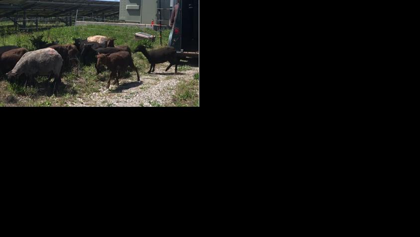 Sheep return to LG&E, KU solar facility