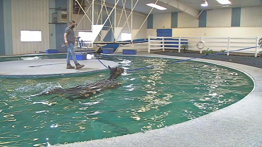 Horse taking laps around the pool