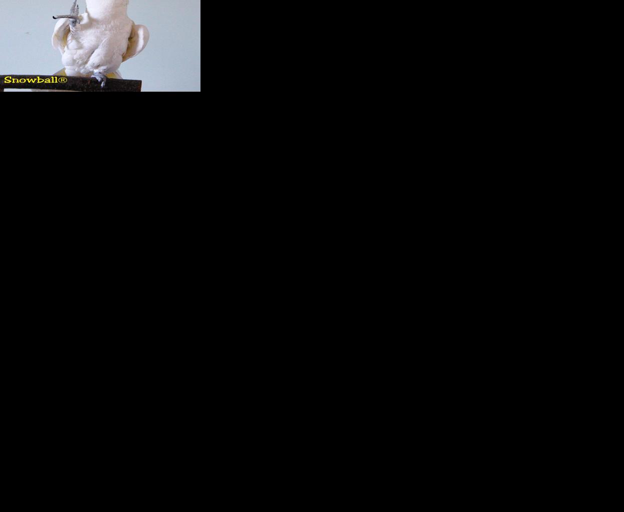 Snowball the dancing cockatoo courtesy Bird Lovers Only website